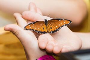 Child with butterfly on hand